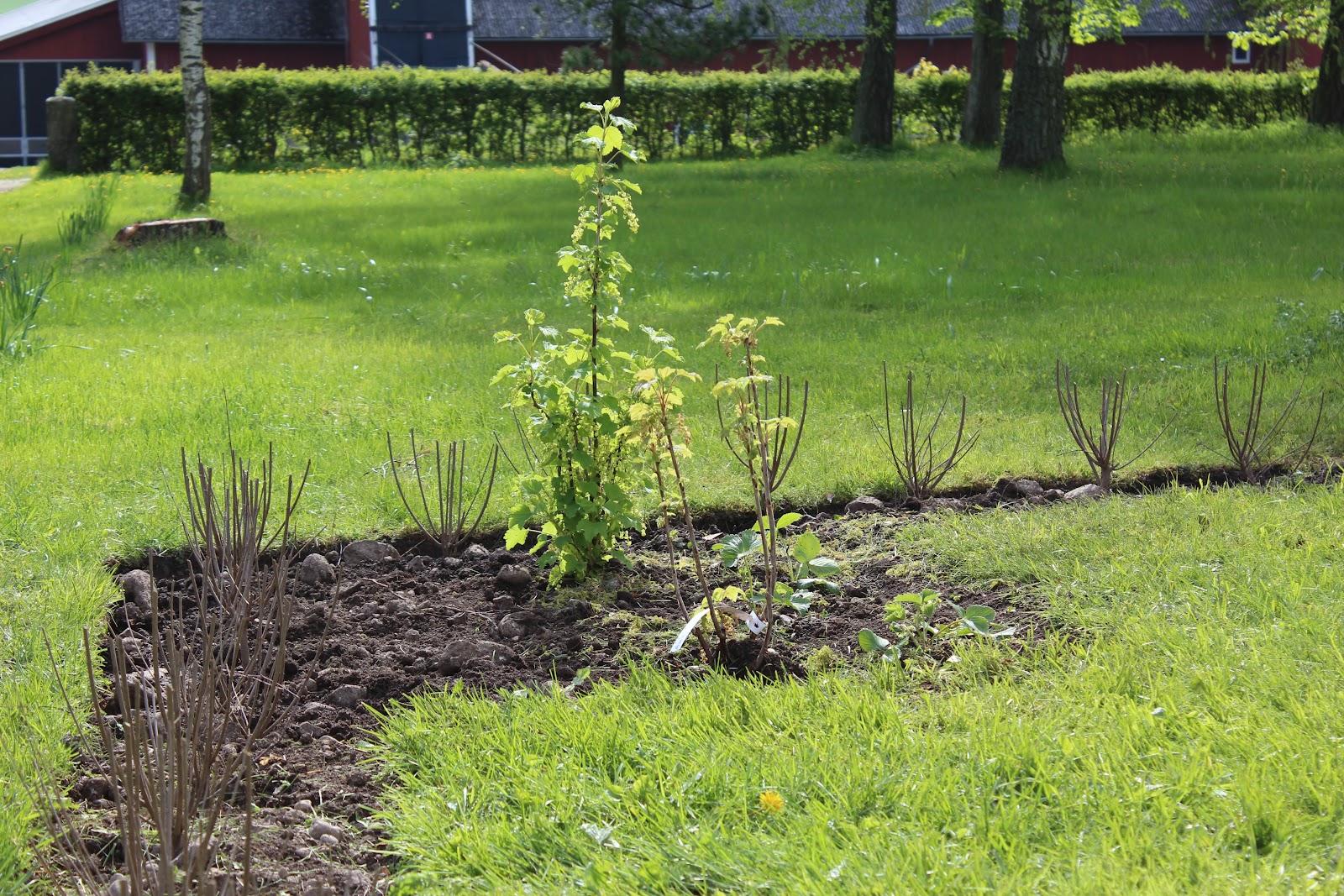 Ãpplen och lavendel: juni 2012