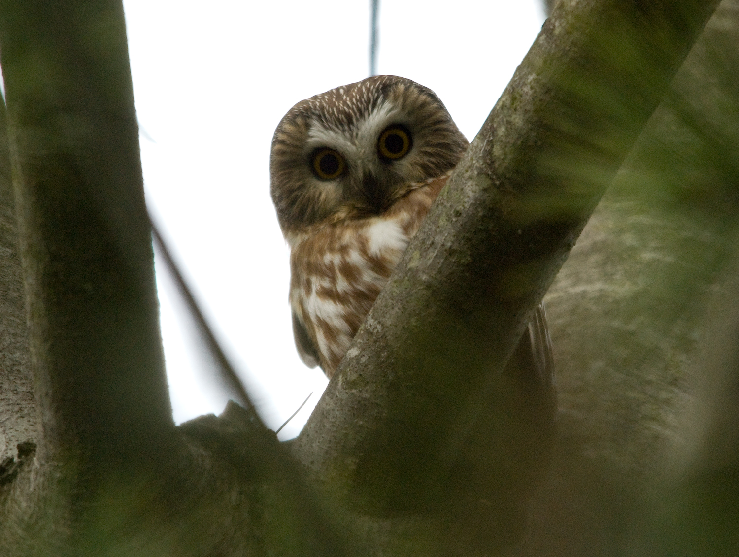 Birding Is Fun! Winter Owls in Indiana