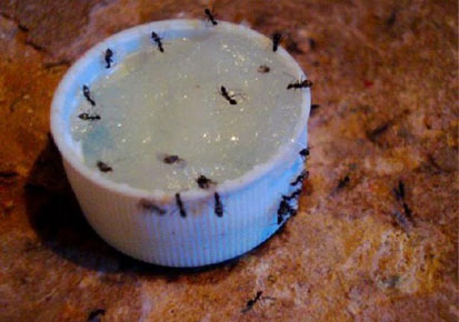 How do you make homemade ant poison with Borax?