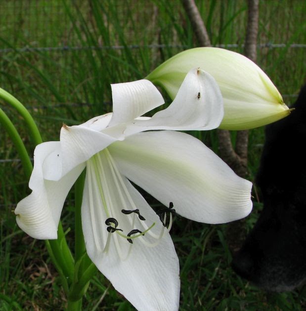 Enjoy The Fragrance Of Flowers Lilies Blossoms With Strong Sweet Scent