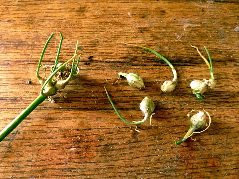 Rural Revolution How are onion sets formed?