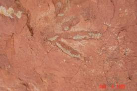 Theropod track Theropod track