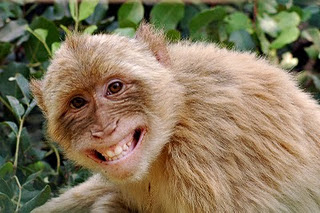 Cute Monkeys pictures