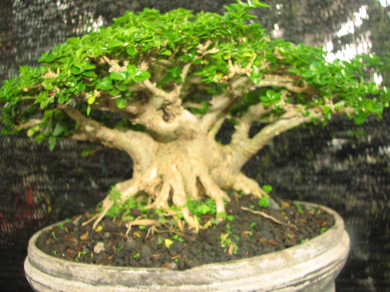 Tanaman Hias: Bonsai