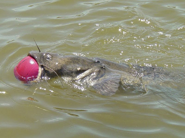 A catfish tried to swallow a basketball but stuck in its mouth, catfish eats basketball