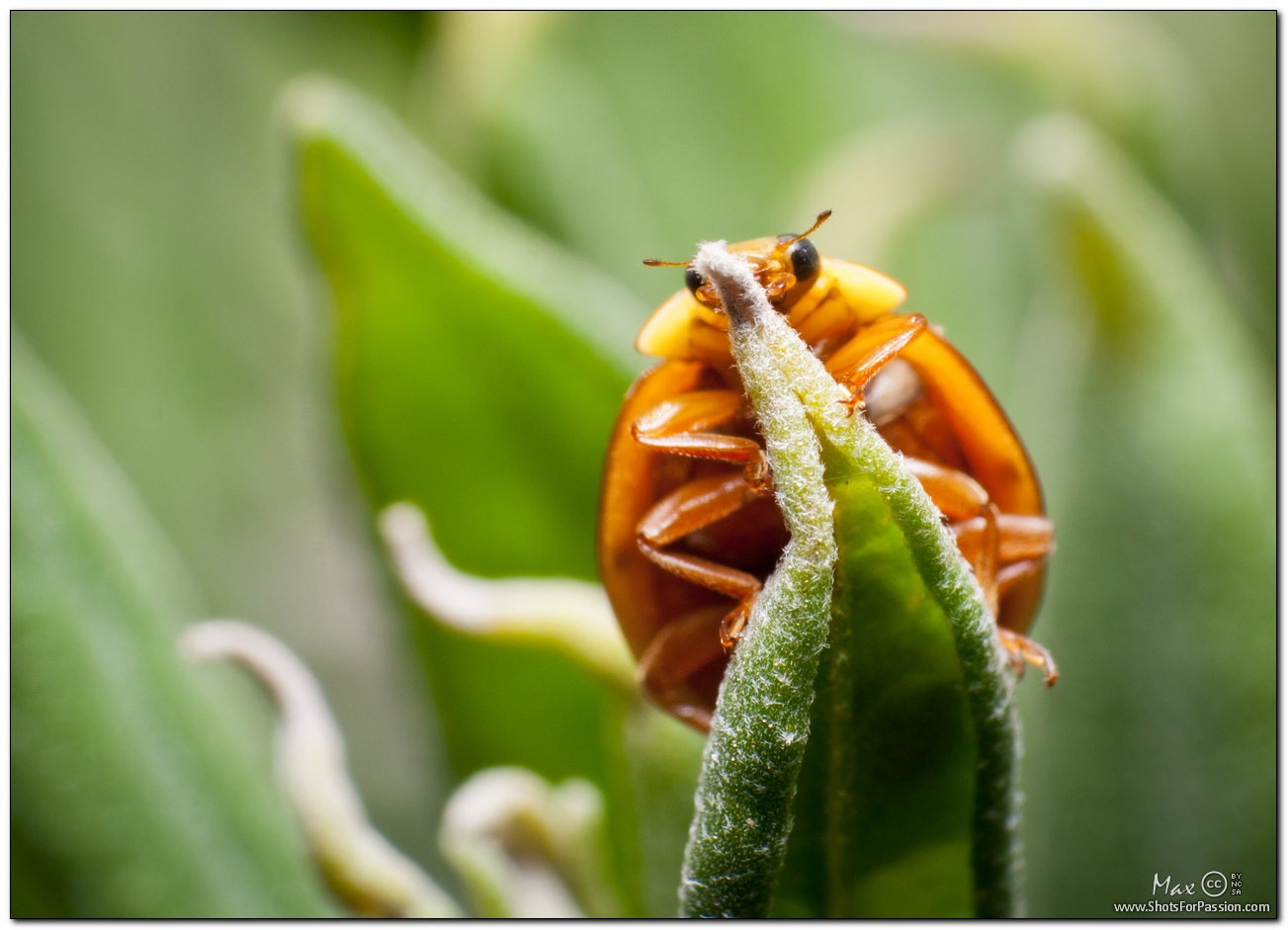 Shots For Passion Photography Garden insects Coccinellidae, Ladybug
