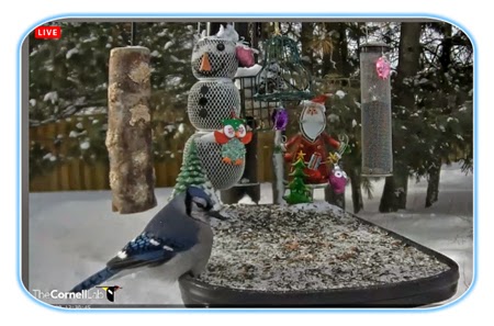 curiosity for birds live bird feeders as it happens curiosity for birds live bird feeders as it happens