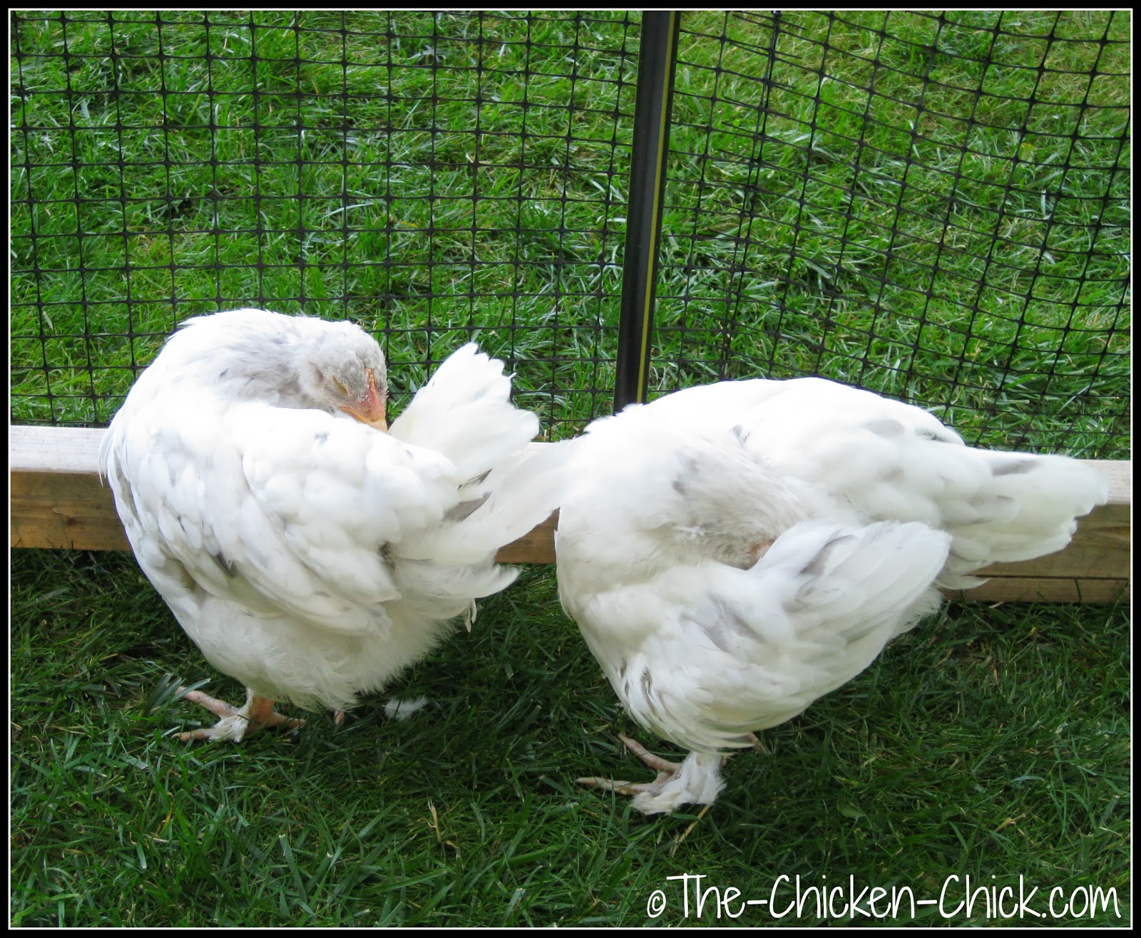 How and When to Give a Chicken a Bath The Chicken Chick®