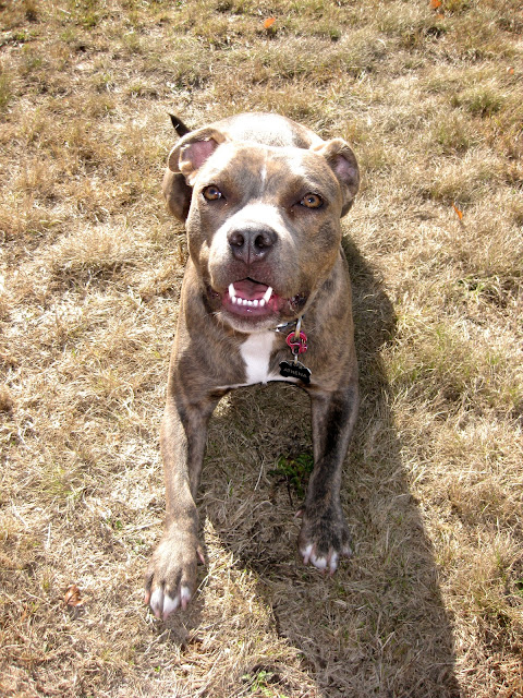 Normal Dog With A Lazy Eye Normal Dog With A Lazy Eye