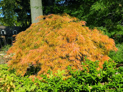 Laceleaf Japanese maple  Acer palmatum dissectum Viridis autumn foliage by garden muses-not another Toronto gardening blog