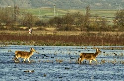 El Gobierno Vasco recopila el conocimiento sobre biodiversidad con instituciones y ciudadanía