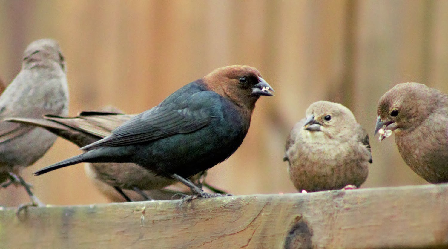 A breath of nature brownheaded cowbirds nuisance at the feeders A breath of nature brownheaded cowbirds nuisance at the feeders