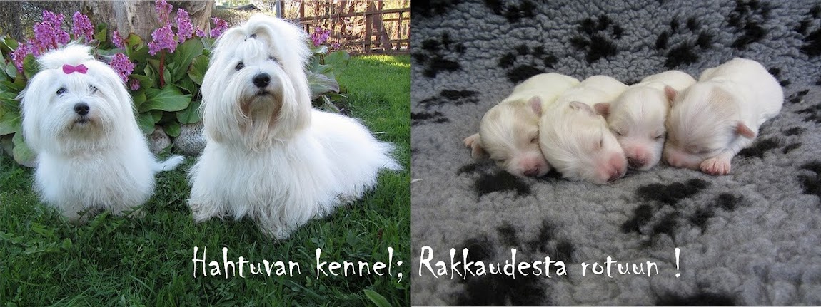 Hahtuvan Kennel