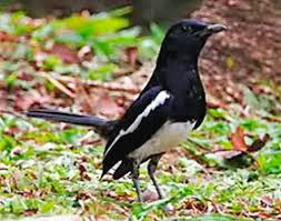 Manfaat Memelihara Burung Kicau Alasan yang Menarik Manfaat Memelihara Burung Kicau Alasan yang Menarik Manfaat Memelihara Burung Kicau Alasan yang Menarik