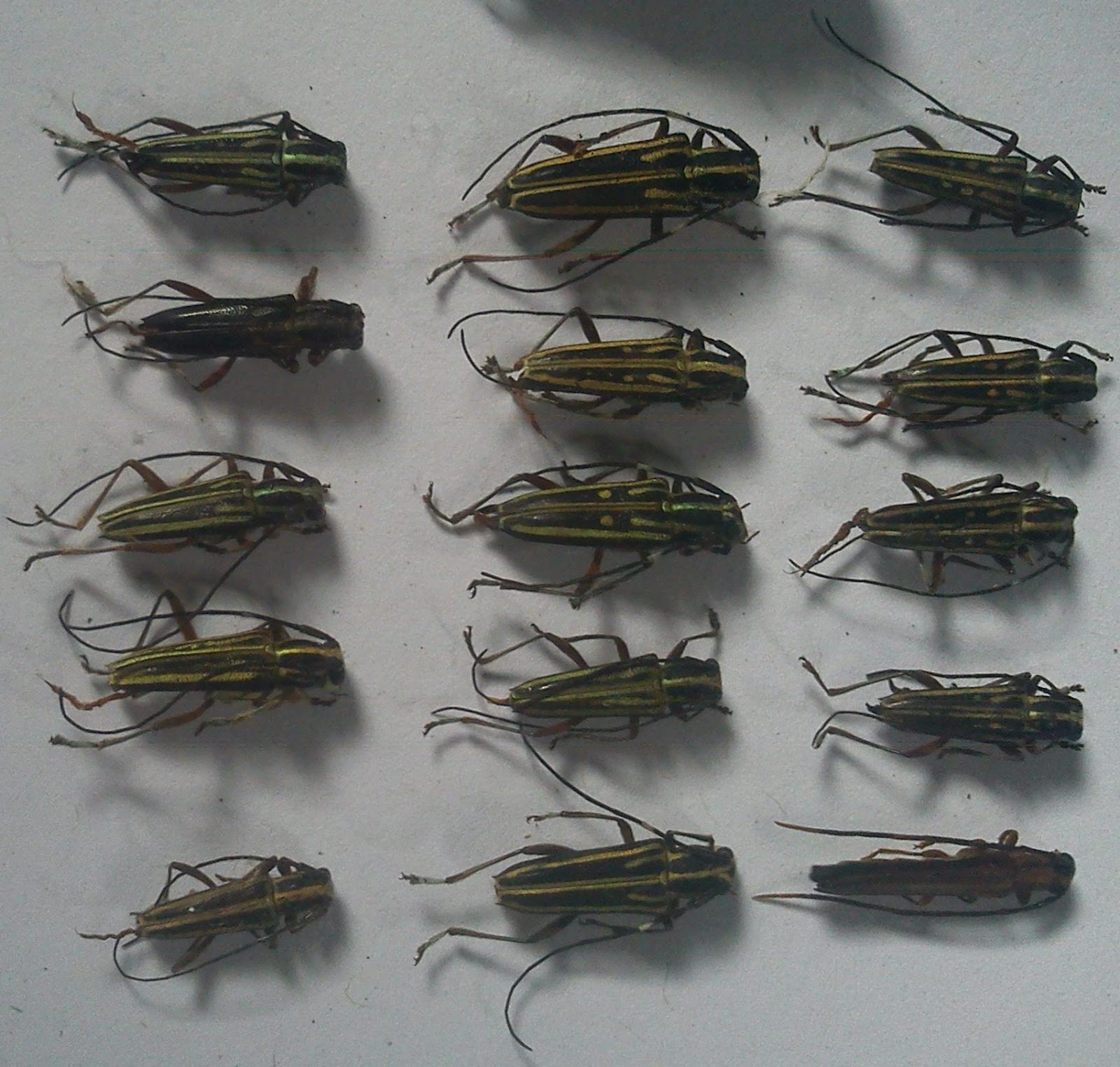 Sulawesi Insect Sale