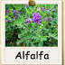 7 BAHAYA ALFALFA !!