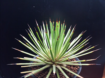 アガベ　ストリクタ　吹上 アガベ ストリクタ ' 吹上錦 ' Agave stricta variegata 完璧な