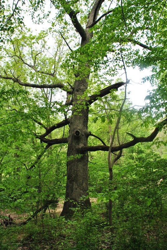 Southeastern PA Hiking Ridley Creek State Park