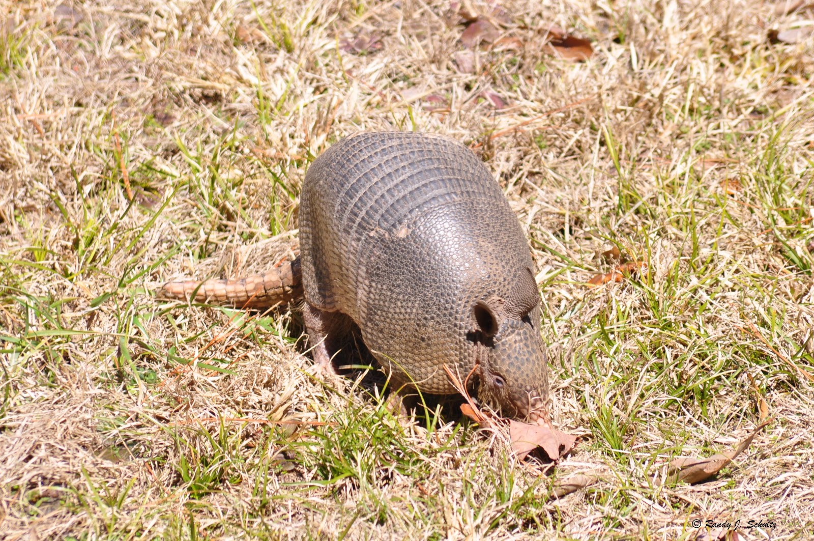 A Walk In The Woods Armadillo