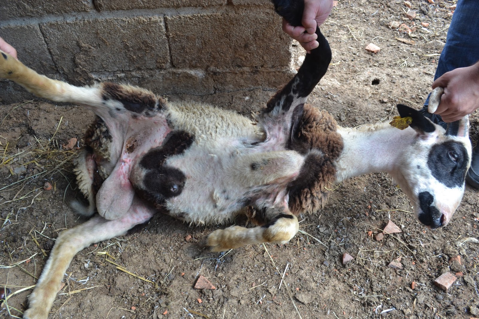 . Hayvanlar çiçekten ölmüş kimin umurunda..!