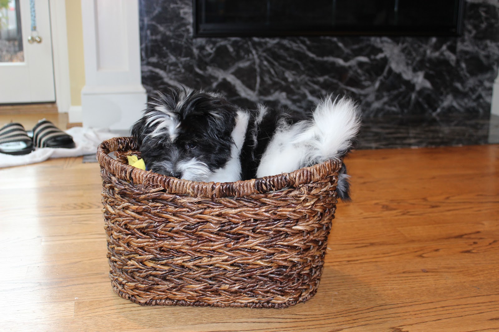havanese and children updates on sunray and blaze carneys havanese havanese and children updates on sunray and blaze carneys havanese