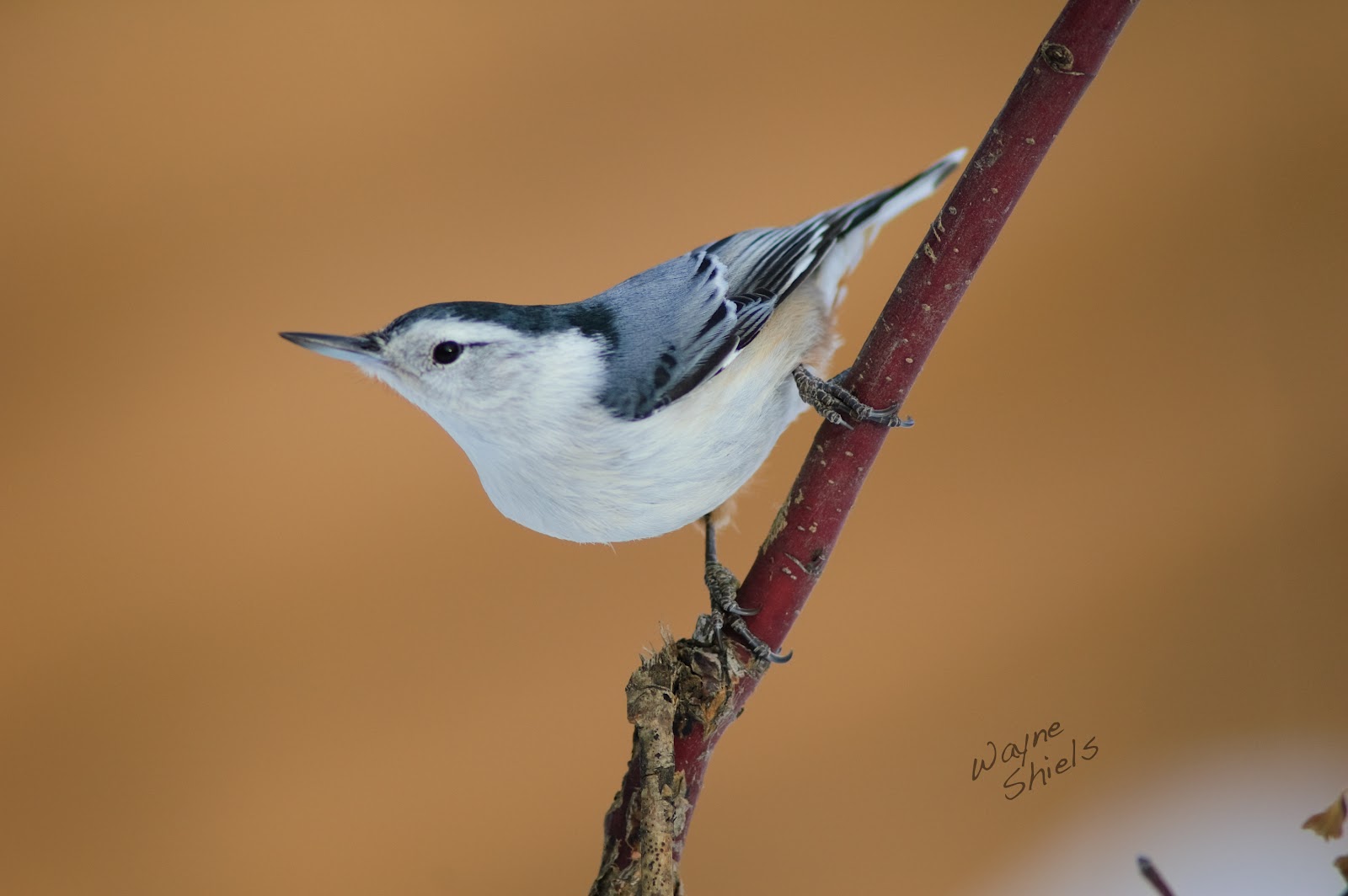 Photography by Lisa 2013 Birds of Saskatchewan