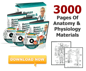 Free Download Human Anatomy Physiology Software and Course Free Download Human Anatomy Physiology Software and Course