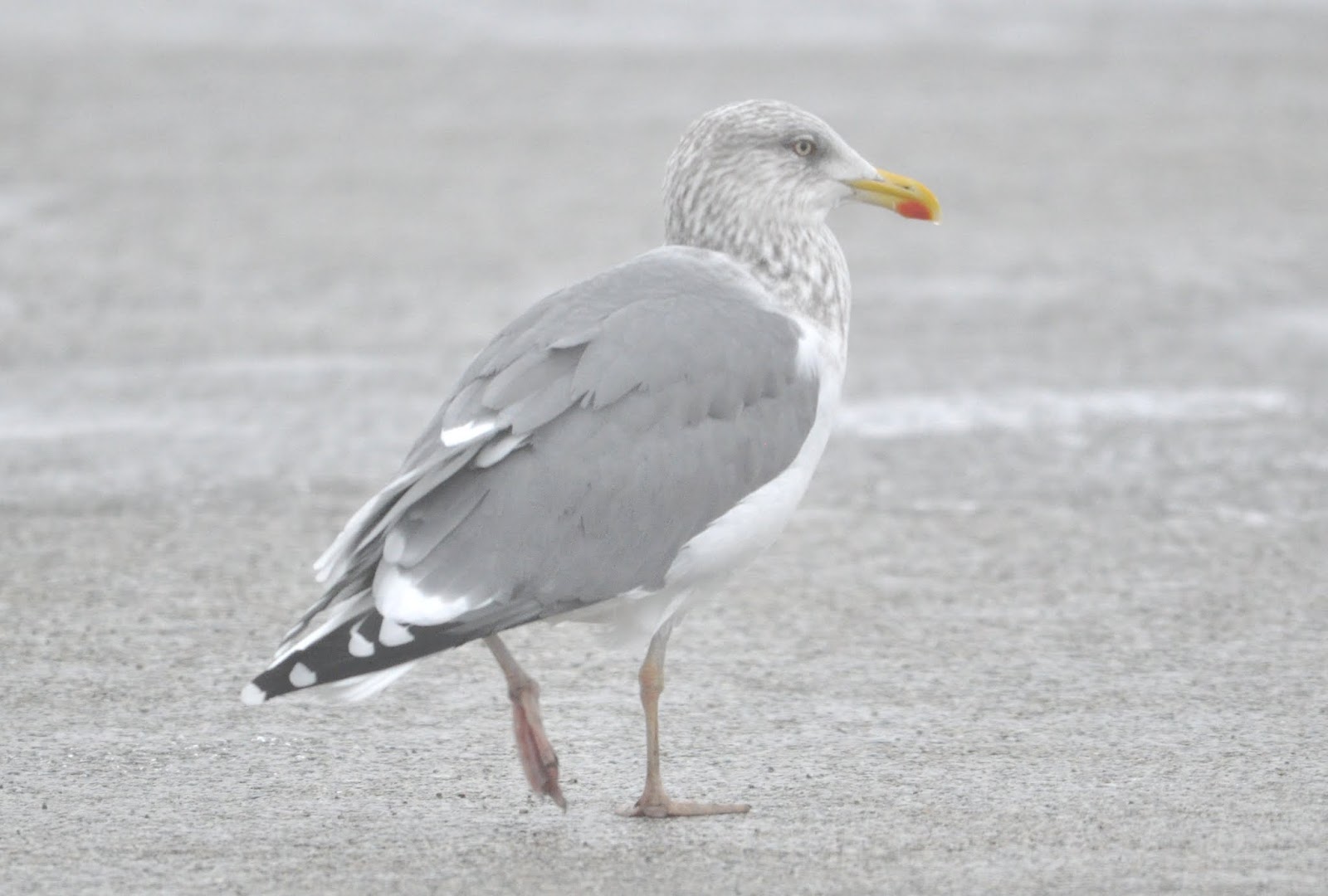 Anything Larus Presumed Adult Appledore Gull