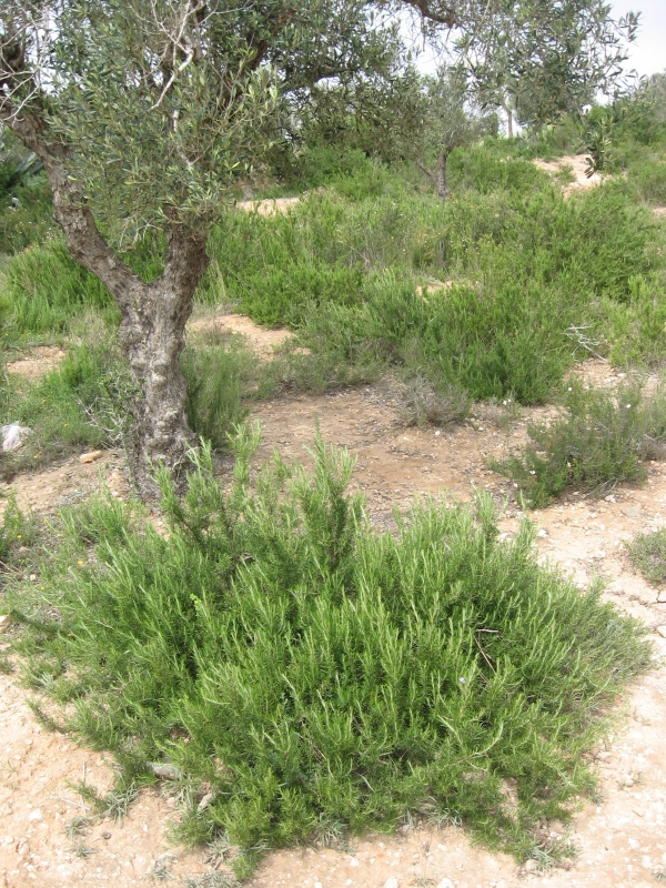 Two Men and a Little Farm NATURALIZING EDIBLE PLANTS