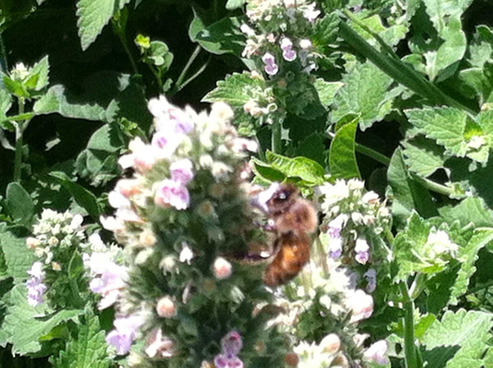 Grow How Utah Beekeepers Under Threat!