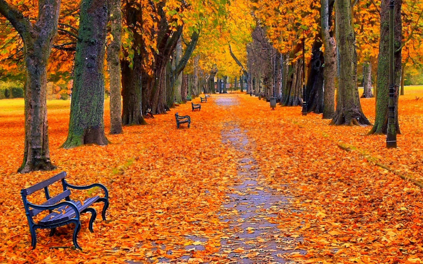 О Чем Шепчутся Листья В Пасмурный Осенний День