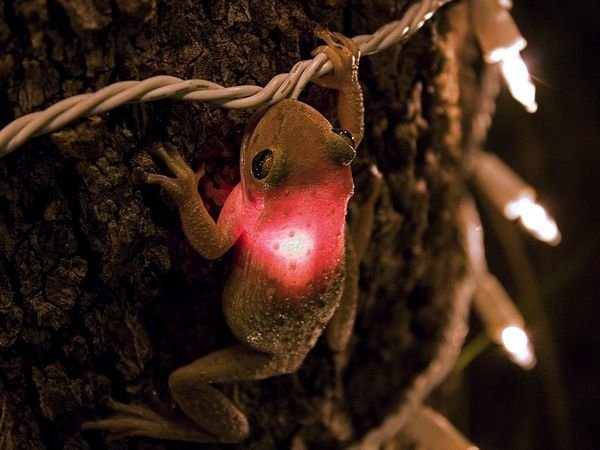 I Spy Animals: Frog Swallows Christmas Light Frog Swallows Christmas Light - I Spy Animals: Frog Swallows Christmas Light