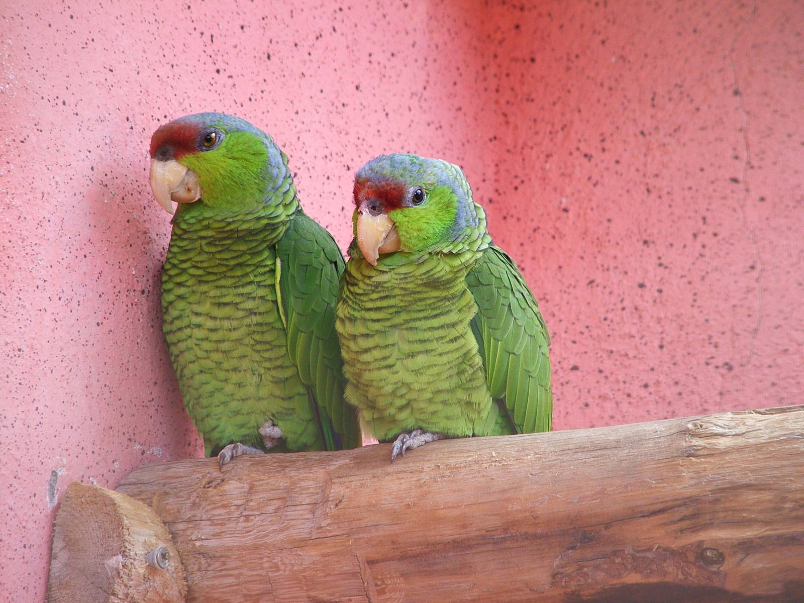 http://4.bp.blogspot.com/-_xEyHCYp5_M/TnkZp2XFpsI/AAAAAAAAPgQ/k1EQG7Q43PQ/s1600/Aves-Impresionantes-en-hd_29.jpg