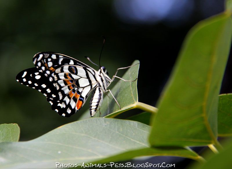 Dangerous of Wild Animals Butterfly photo