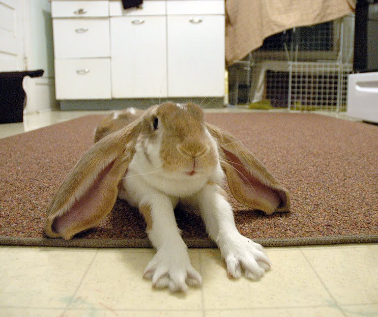 bunny stretch
