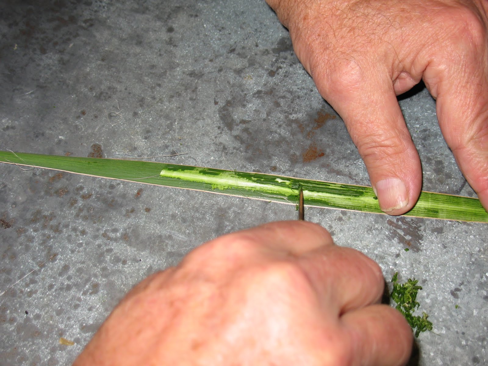 Sensible Survival Make Soap from Yucca Leaves
