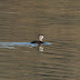 Ring-necked Duck at Bosherston