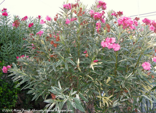 oleanders in bloom