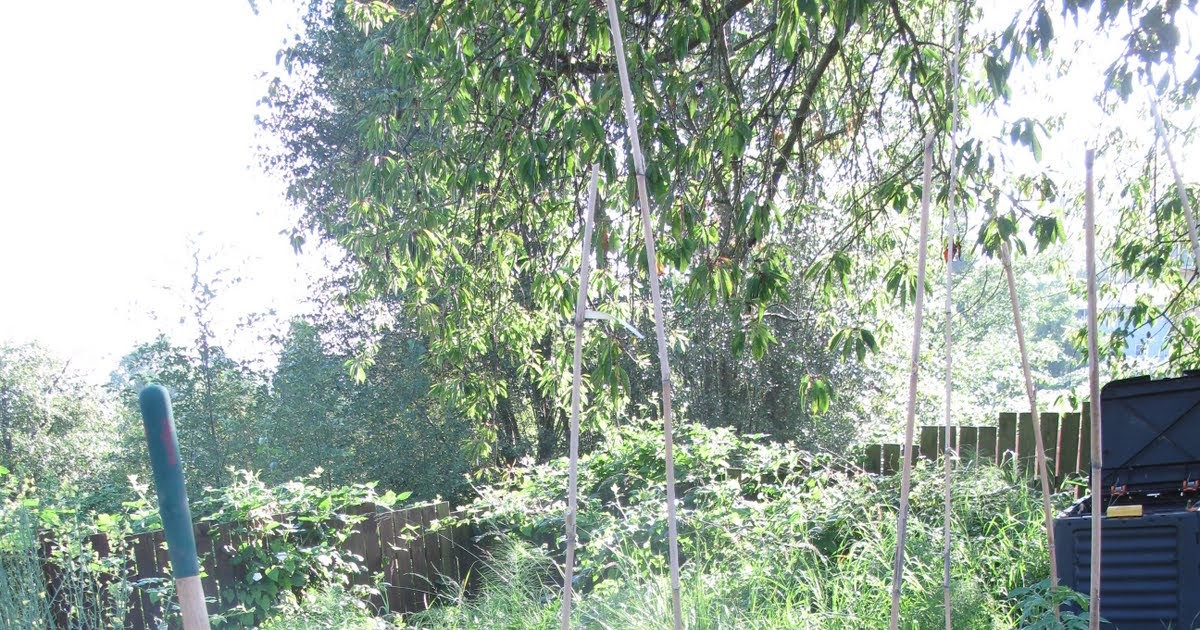 PedalPetal On Pedals and Petals