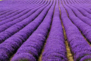 Lavender Fields