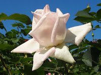 花嫁(日)。 花嫁(日)。