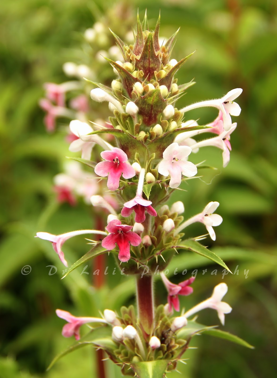 http//lalitventures.blogspot.in/ VALLEY OF FLOWERS, HIMACHAL PRADESH