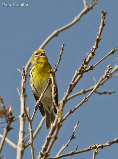 Los pájaros son músicos... (primera parte) por Alicia Solana Mena. Los pájaros son músicos... (primera parte) por Alicia Solana Mena.