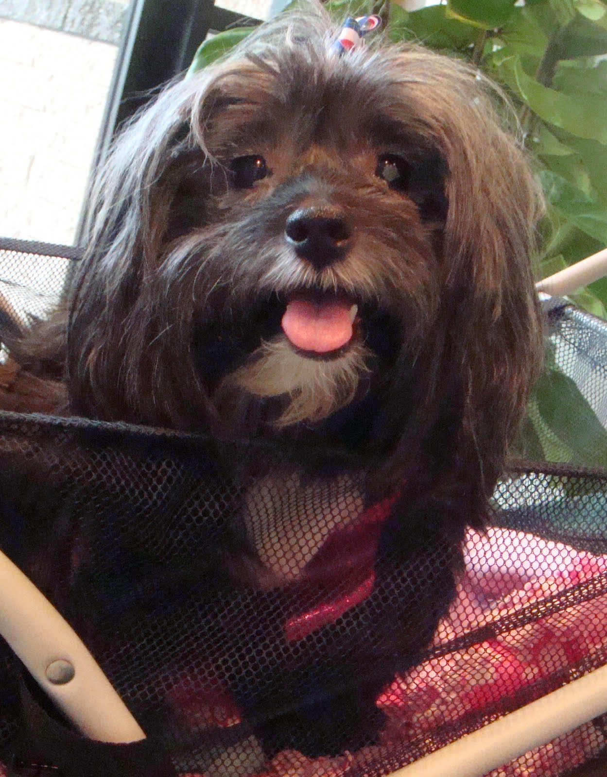 Havanese Rescue Seattle - 0yphb38