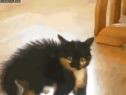 funny-gifs-crazy-cat.gif