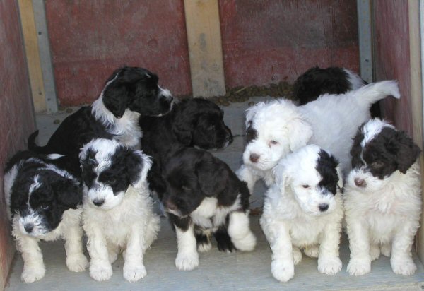 portuguese_water_dog_puppies.jpg