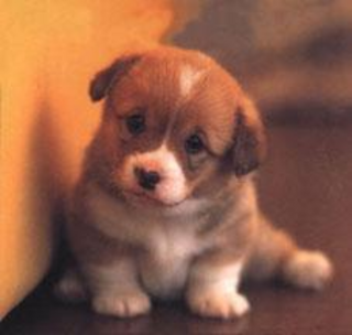 cute-puppy-pictures2.png