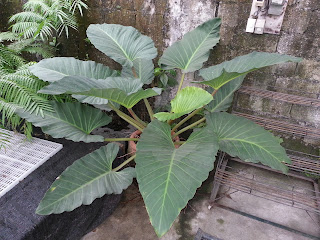 http://4.bp.blogspot.com/-_zV4LbWnw6k/UU8dMFZCwII/AAAAAAAAAH4/1s9C6LS3V8c/s320/2013-03-23+15.39.51.jpg