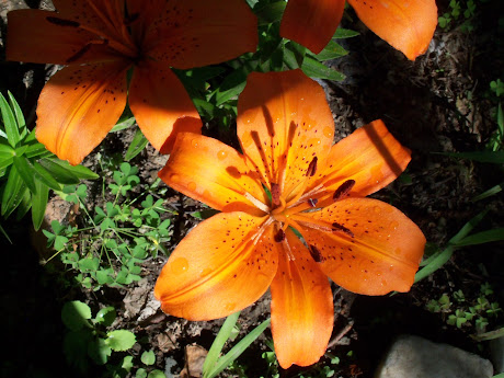 A day lily from my garden 2012