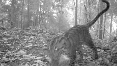 Macan dahan